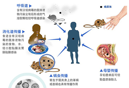 流行性出血热你了解多少？