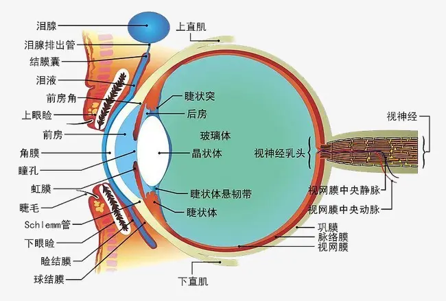 总感觉眼前有线条或气泡？不要惊慌，就是飞蚊症！