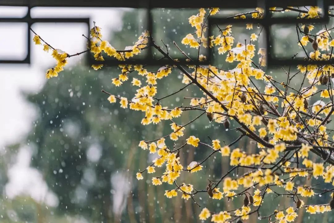 小寒，全年最冷的节气！中医教你正确调养身体