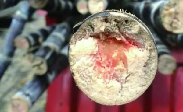 清明前后易出现！这种食物变质后有毒，不要吃！